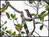 mangrove_pitta_56745