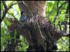 mangrove_pitta_56875