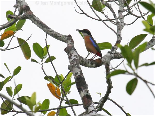 Mangrove Pitta mangrove_pitta_56745.jpg