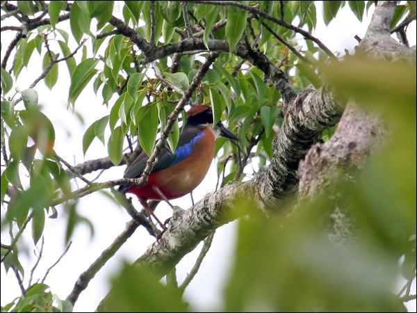 Mangrove Pitta mangrove_pitta_56782.jpg