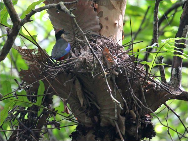 Mangrove Pitta mangrove_pitta_56875.jpg
