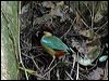 noisy_pitta_04654