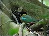 noisy_pitta_04681