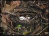 noisy_pitta_04785
