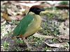 noisy_pitta_08545