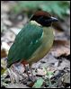noisy_pitta_08572