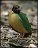 noisy_pitta_08584