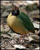 noisy_pitta_08593