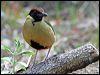 noisy_pitta_08702