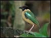 noisy_pitta_167062
