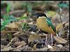 noisy_pitta_167075