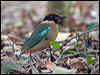 noisy_pitta_167087