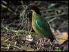noisy_pitta_29250