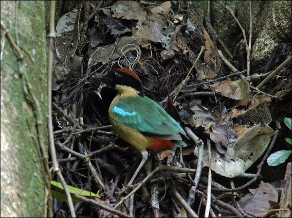 Noisy Pitta noisy_pitta_04654.jpg