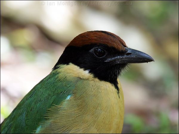Noisy Pitta noisy_pitta_08542.jpg