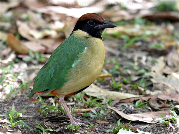 Noisy Pitta noisy_pitta_08545.jpg