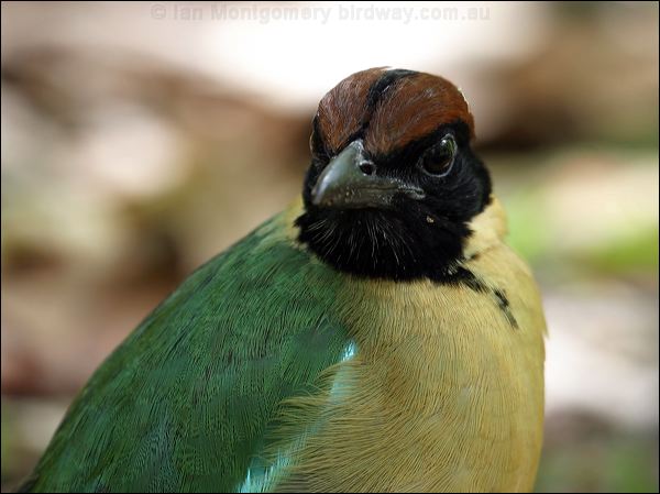 Noisy Pitta noisy_pitta_08551.jpg
