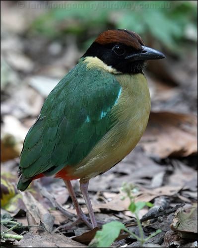 Noisy Pitta noisy_pitta_08572.jpg