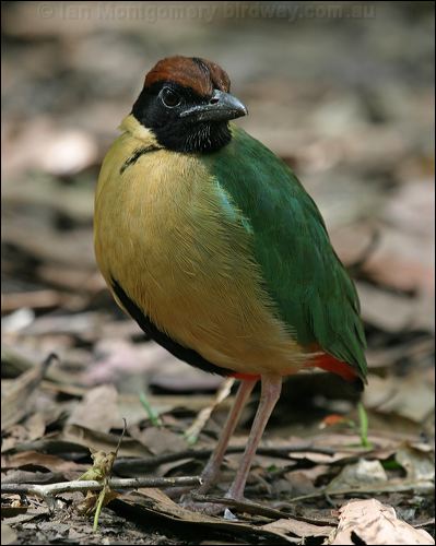 Noisy Pitta noisy_pitta_08584.jpg