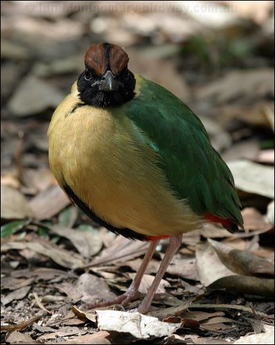 Noisy Pitta noisy_pitta_08593.jpg