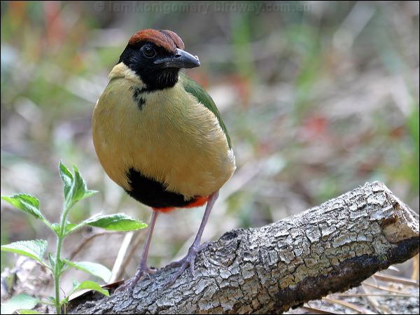 Noisy Pitta noisy_pitta_08702.jpg