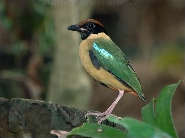 Noisy Pitta noisy_pitta_167062.psd