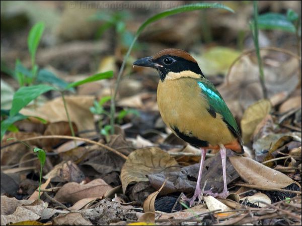 Noisy Pitta noisy_pitta_167075.psd