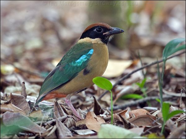 Noisy Pitta noisy_pitta_167087.psd