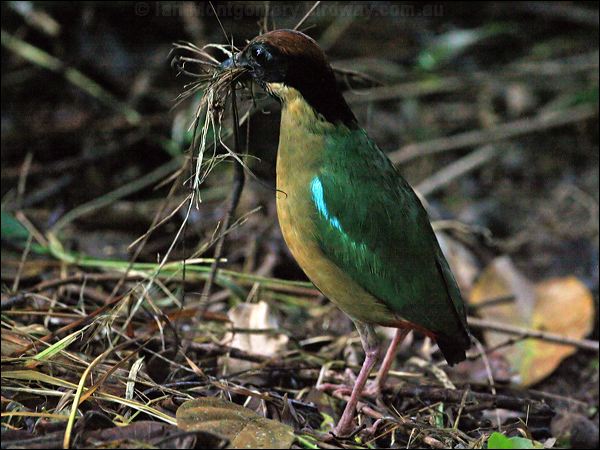 Noisy Pitta noisy_pitta_29250.jpg