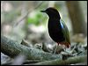 rainbow_pitta_10494