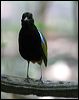 rainbow_pitta_10505