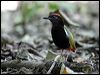 rainbow_pitta_10509
