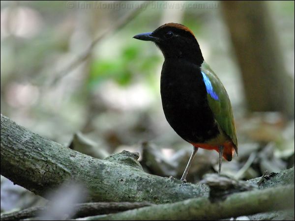 Rainbow Pitta rainbow_pitta_10494.jpg