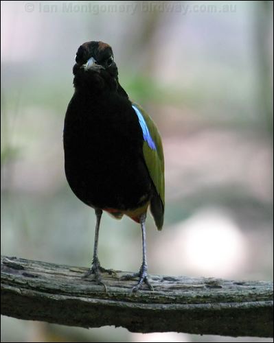 Rainbow Pitta rainbow_pitta_10505.jpg