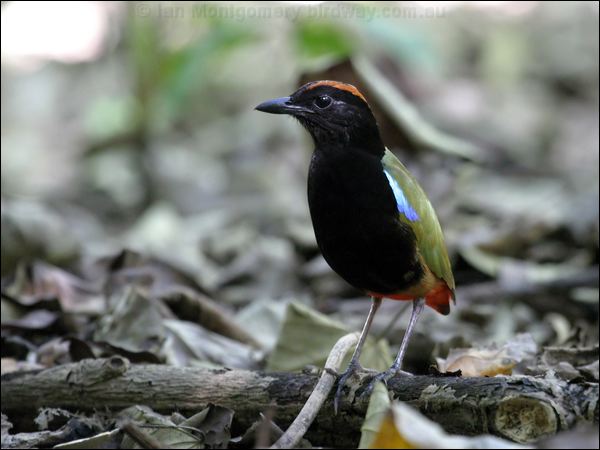 Rainbow Pitta rainbow_pitta_10509.jpg