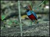 Click here to enter gallery and see photos/pictures/images of Red-bellied Pitta