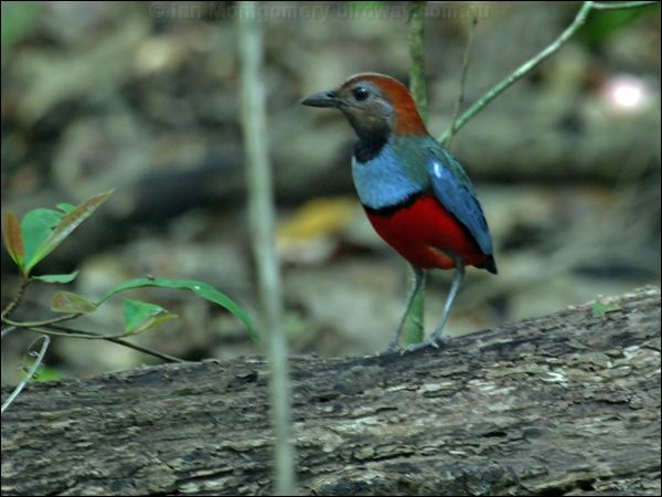 Red-bellied Pitta red_bellied_pitta_04697.jpg