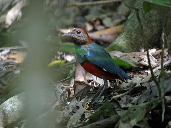 Red-bellied Pitta red_bellied_pitta_04704.jpg