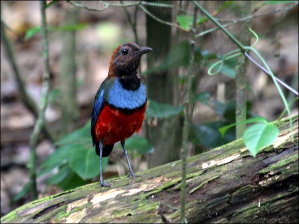 Red-bellied Pitta red_bellied_pitta_04787.jpg