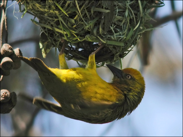 Cape Weaver cape_weaver_04519.psd
