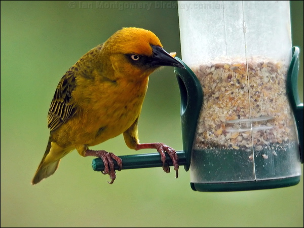 Cape Weaver cape_weaver_04712.psd