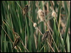 streaked_weaver_16740
