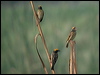 streaked_weaver_16741