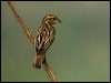 streaked_weaver_16812