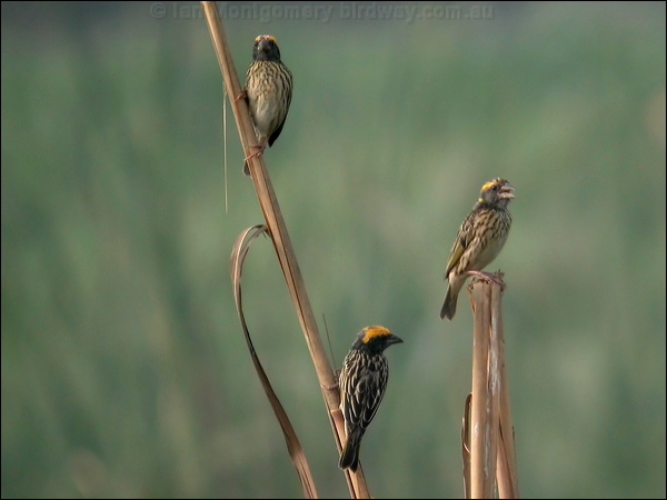 Streaked Weaver streaked_weaver_16741.psd