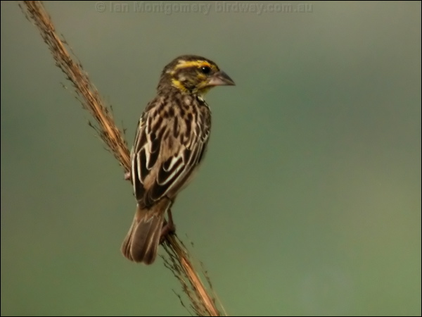 Streaked Weaver streaked_weaver_16812.psd