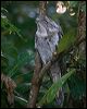 papuan_frogmouth_120144