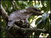 papuan_frogmouth_12899