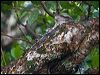 papuan_frogmouth_168732