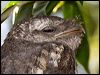 Click here to enter gallery and see photos/pictures/images of Papuan Frogmouth